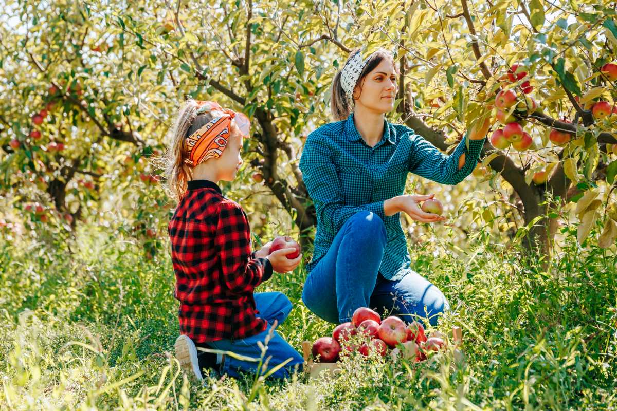 Apfel pflücken in Rastatt — Wann ist es erlaubt, wann nicht?