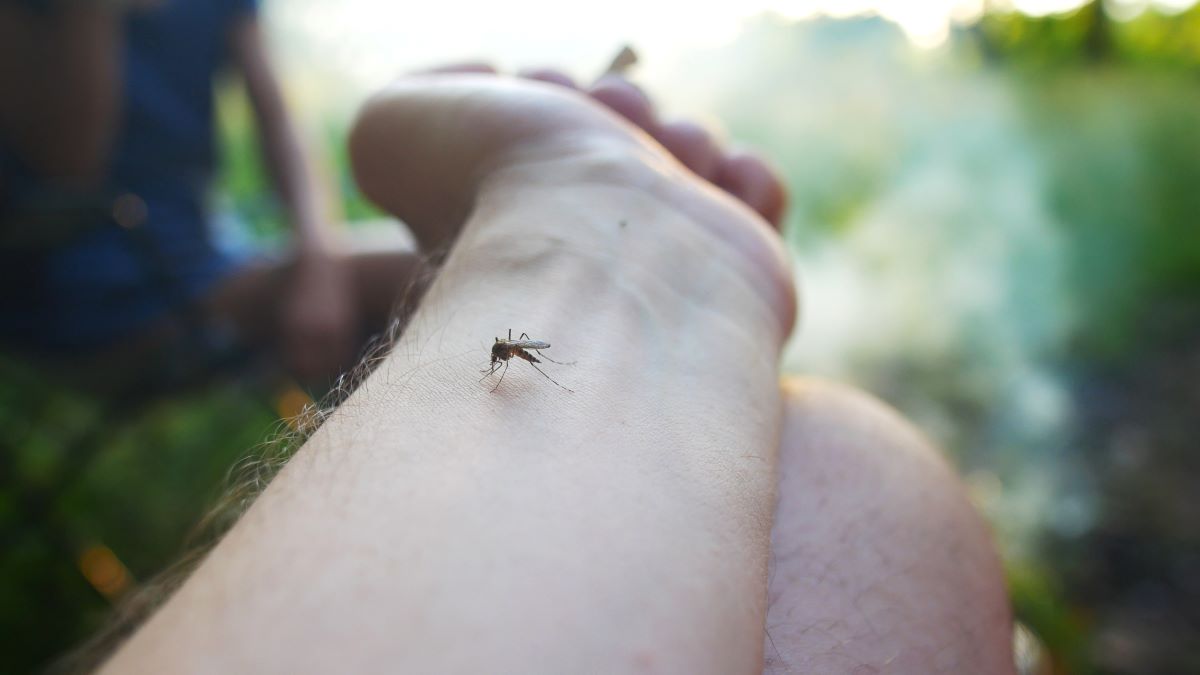 Insektenstiche in Rastatt: Erste Hilfe und Vorsichtsmaßnahme