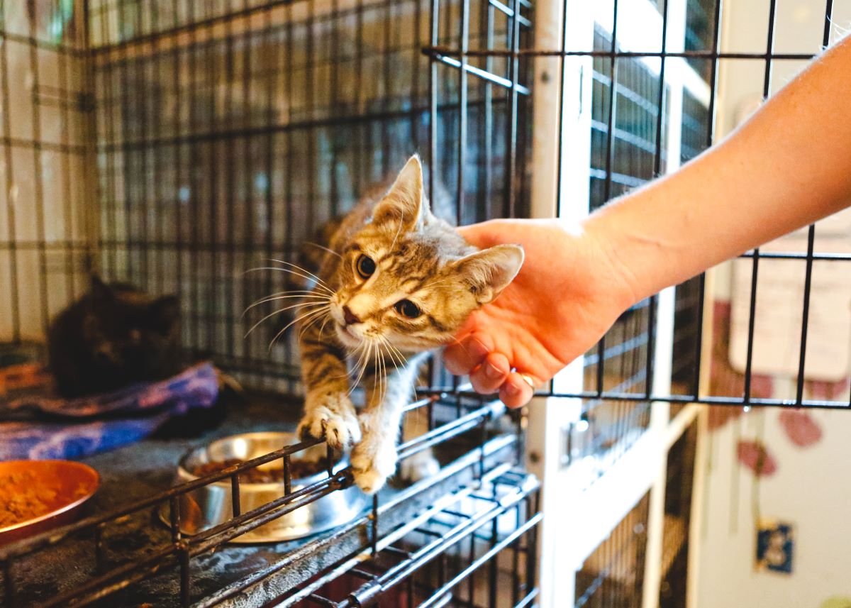 Katze mikrochippen Rastatt – Warum es wichtig ist