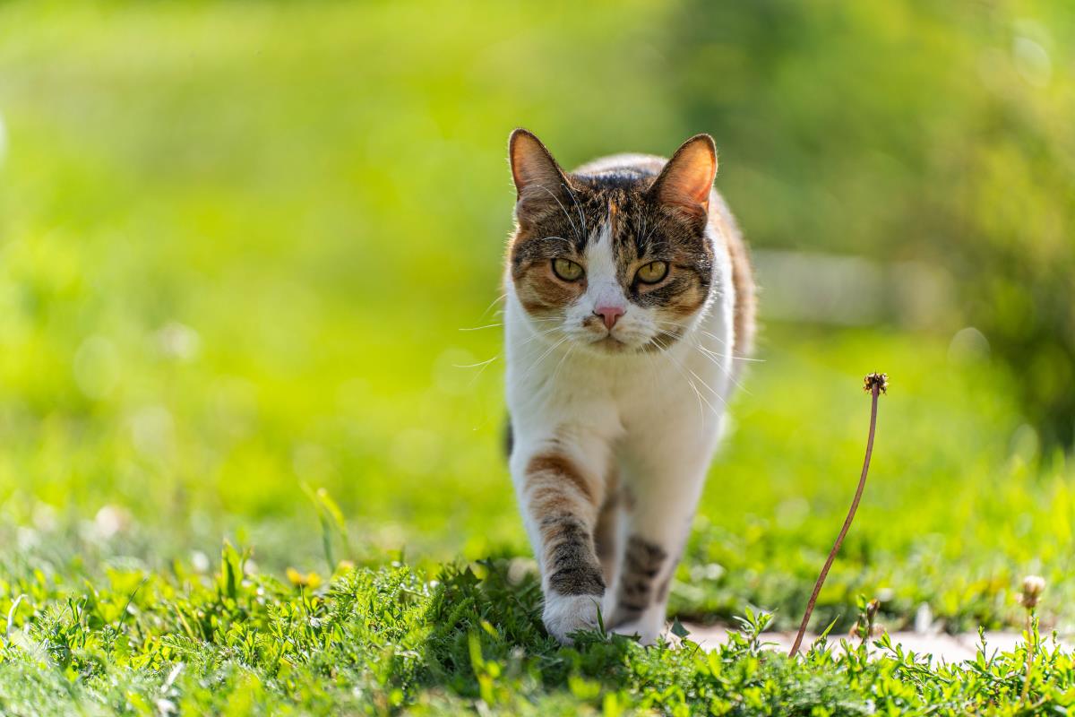 Katze freilaufend in Rastatt — Rechte und Pflichten des Halt