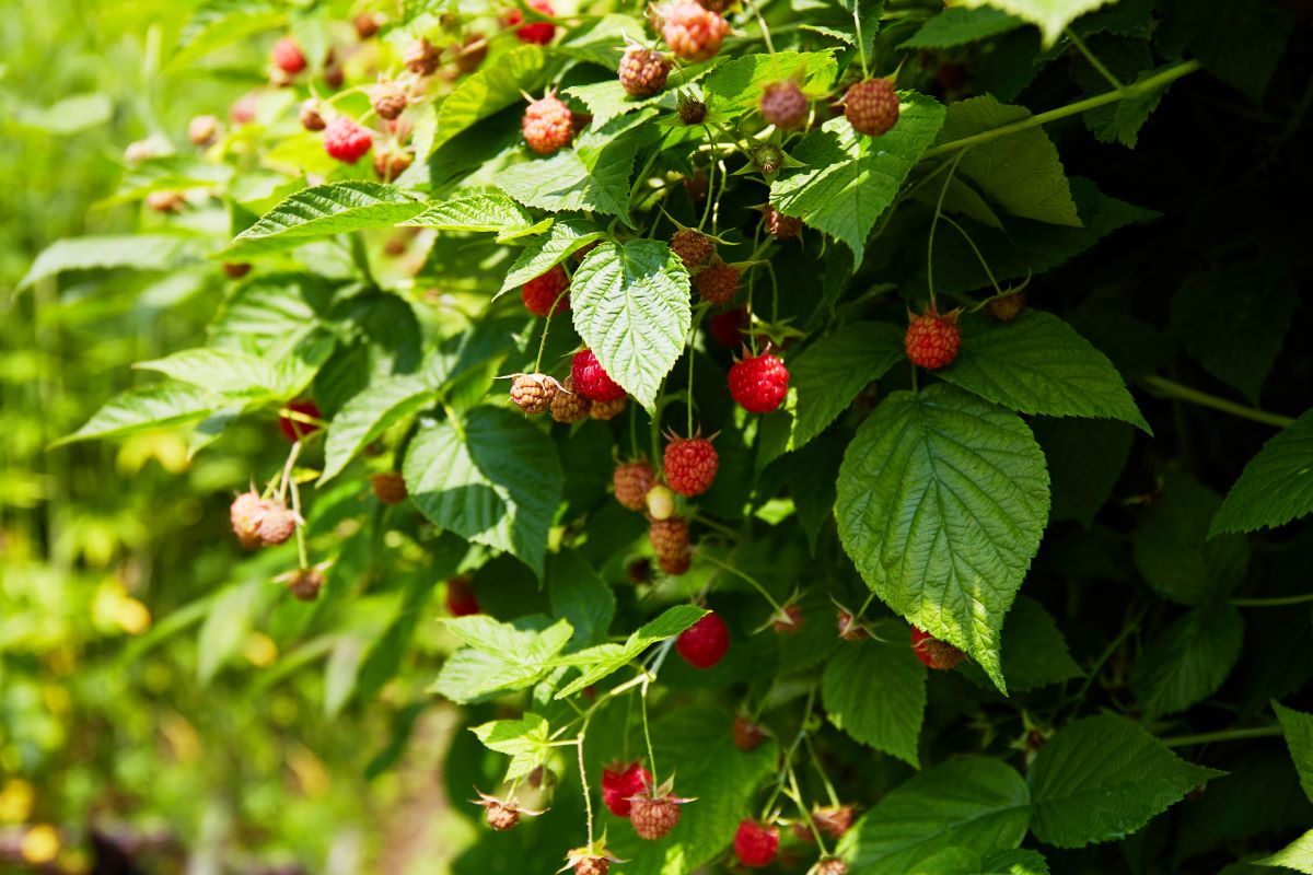 Streuobstwiese mit Hecke einfrieden — Was ist in Rastatt und
