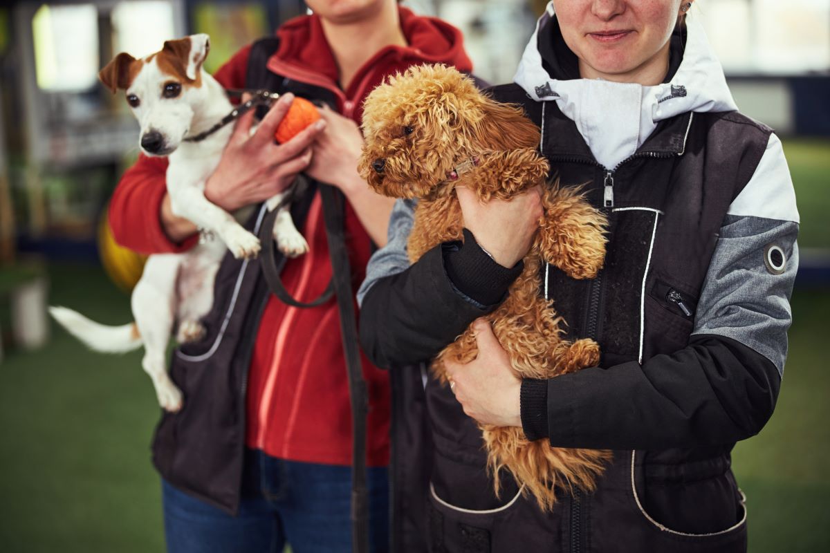 Tier adoptieren in Rastatt – Tierheim statt Züchter